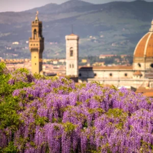 Purple Wisteria Tree Plant Live, 2 to 3 Feet Vine, Wisteria Tree Live Plant, Wisteria Live Plant, Wisteria Vine Plant