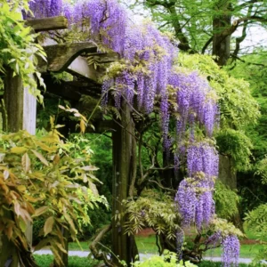 Purple Wisteria Tree Plant Live, 2 to 3 Feet Vine, Wisteria Tree Live Plant, Wisteria Live Plant, Wisteria Vine Plant