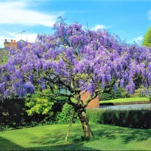 Purple Wisteria Tree Plant Live, 2 to 3 Feet Vine, Wisteria Tree Live Plant, Wisteria Live Plant, Wisteria Vine Plant