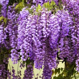 Purple Wisteria Tree Plant Live, 2 to 3 Feet Vine, Wisteria Tree Live Plant, Wisteria Live Plant, Wisteria Vine Plant