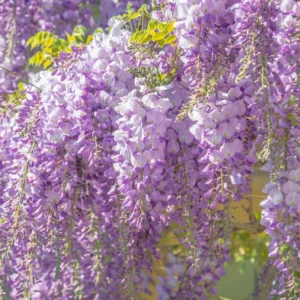 Purple Wisteria Tree Plant Live, 12 to 15 Inch Tall, 2.5 Inch Pot, Wisteria Tree Live Plant, Wisteria Live Plant, Wisteria Vine Plant, Wisteria Tree Live Plant, Well Rooted, Ready to Plant