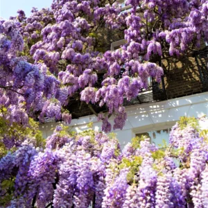 Purple Wisteria Tree Plant Live, 2 to 3 Feet Vine, Wisteria Tree Live Plant, Wisteria Live Plant, Wisteria Vine Plant