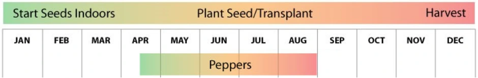 A gardening calendar for growing peppers
