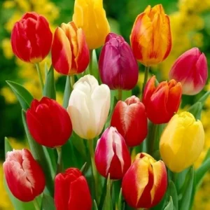 10 Mix Tulip Bulbs for Fall Planting, Tulip Flower Bulbs, Large Bulbs, Tulip Bulbs for Growing Indoor Outdoor