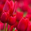 10 Mix Tulip Bulbs for Fall Planting, Tulip Flower Bulbs, Large Bulbs, Tulip Bulbs for Growing Indoor Outdoor