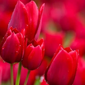 10 Mix Tulip Bulbs for Fall Planting, Tulip Flower Bulbs, Large Bulbs, Tulip Bulbs for Growing Indoor Outdoor