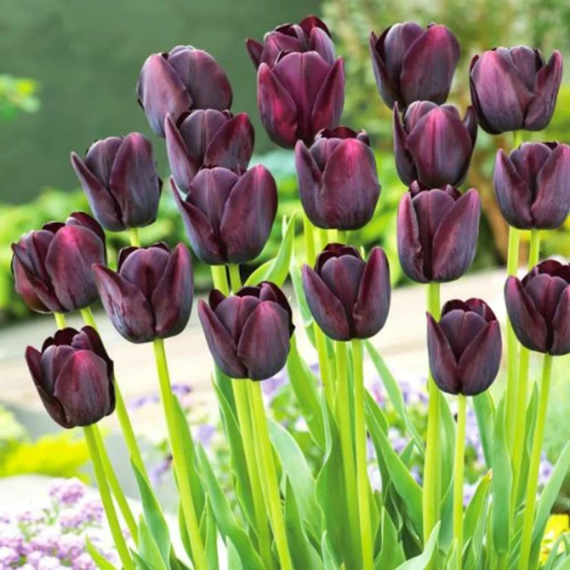 10 Mix Tulip Bulbs for Fall Planting, Tulip Flower Bulbs, Large Bulbs, Tulip Bulbs for Growing Indoor Outdoor