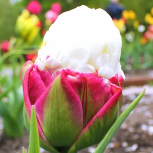 10 Mix Tulip Bulbs for Fall Planting, Tulip Flower Bulbs, Large Bulbs, Tulip Bulbs for Growing Indoor Outdoor