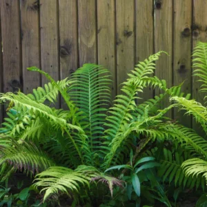 10 Lady Fern Plants Live, Fern Live Plants Indoor, 4 to 7 Inches Tall, 10 Bare Roots, Ferns Live Plants Outdoor