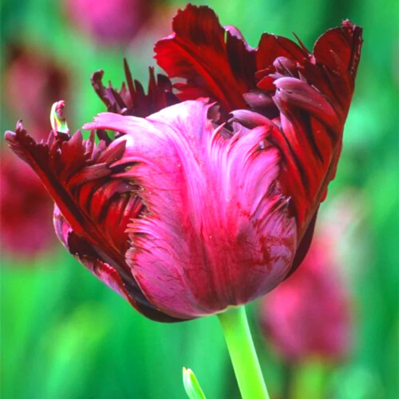 10 Mix Tulip Bulbs for Fall Planting, Tulip Flower Bulbs, Large Bulbs, Tulip Bulbs for Growing Indoor Outdoor