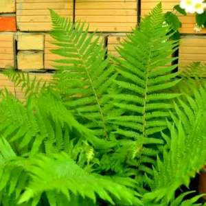 20 Cinnamon Fern Plants Live, Fern Live Plants Indoor, 4 to 7 Inches Tall, 10 Bare Roots, Ferns Live Plants Outdoor
