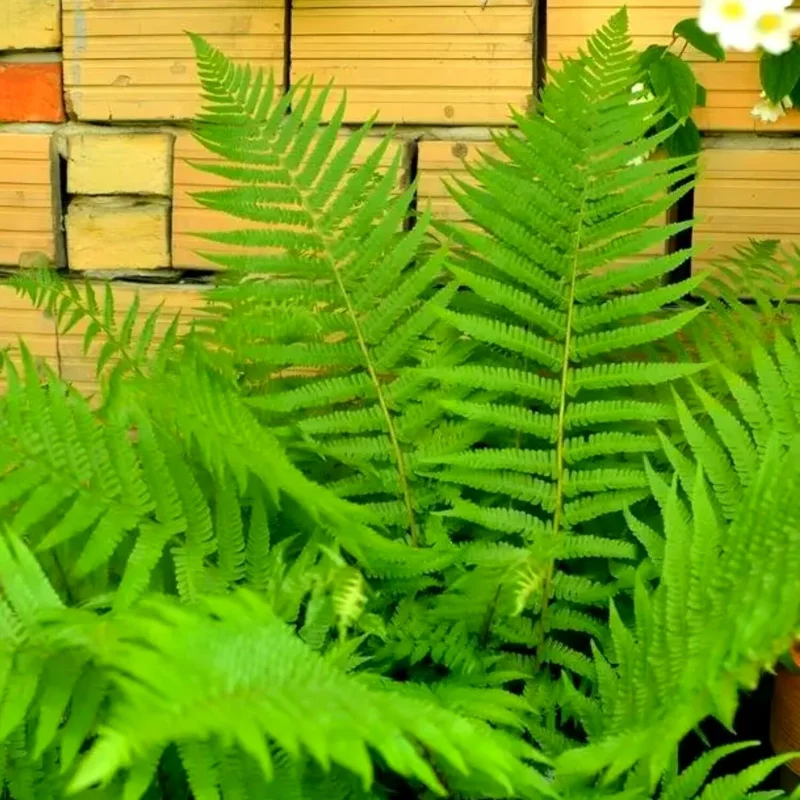 20 Cinnamon Fern Plants Live, Fern Live Plants Indoor, 4 to 7 Inches Tall, 10 Bare Roots, Ferns Live Plants Outdoor