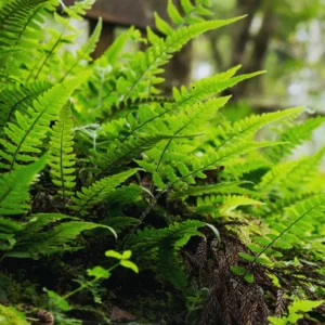 10 Lady Fern Plants Live, Fern Live Plants Indoor, 4 to 7 Inches Tall, 10 Bare Roots, Ferns Live Plants Outdoor