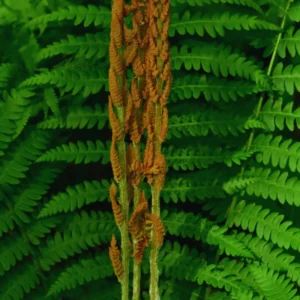 20 Lady Fern Plants Live, Fern Live Plants Indoor, 4 to 7 Inches Tall, 10 Bare Roots, Ferns Live Plants Outdoor