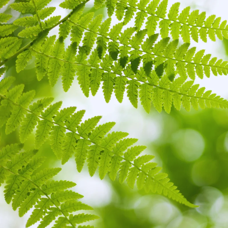 20 Lady Fern Plants Live, Fern Live Plants Indoor, 4 to 7 Inches Tall, 10 Bare Roots, Ferns Live Plants Outdoor