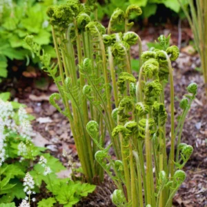 10 Lady Fern Plants Live, Fern Live Plants Indoor, 4 to 7 Inches Tall, 10 Bare Roots, Ferns Live Plants Outdoor