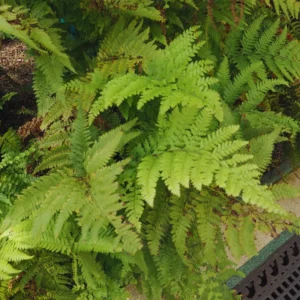 20 Cinnamon Fern Plants Live, Fern Live Plants Indoor, 4 to 7 Inches Tall, 10 Bare Roots, Ferns Live Plants Outdoor