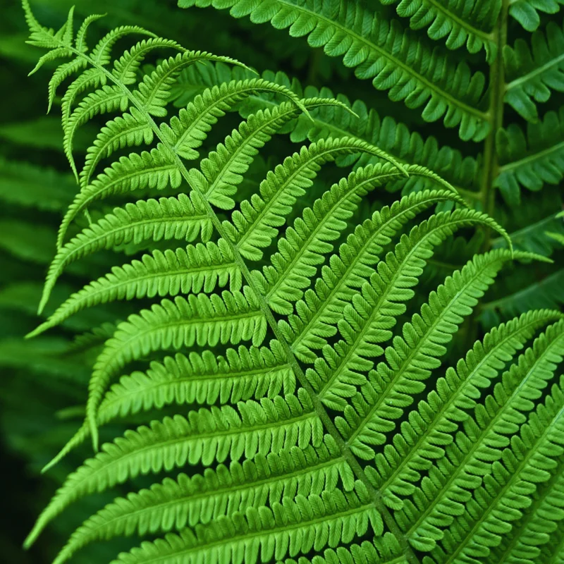 20 Lady Fern Plants Live, Fern Live Plants Indoor, 4 to 7 Inches Tall, 10 Bare Roots, Ferns Live Plants Outdoor