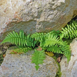 20 Cinnamon Fern Plants Live, Fern Live Plants Indoor, 4 to 7 Inches Tall, 10 Bare Roots, Ferns Live Plants Outdoor