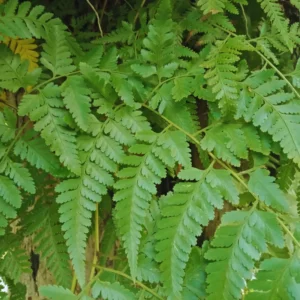20 Cinnamon Fern Plants Live, Fern Live Plants Indoor, 4 to 7 Inches Tall, 10 Bare Roots, Ferns Live Plants Outdoor