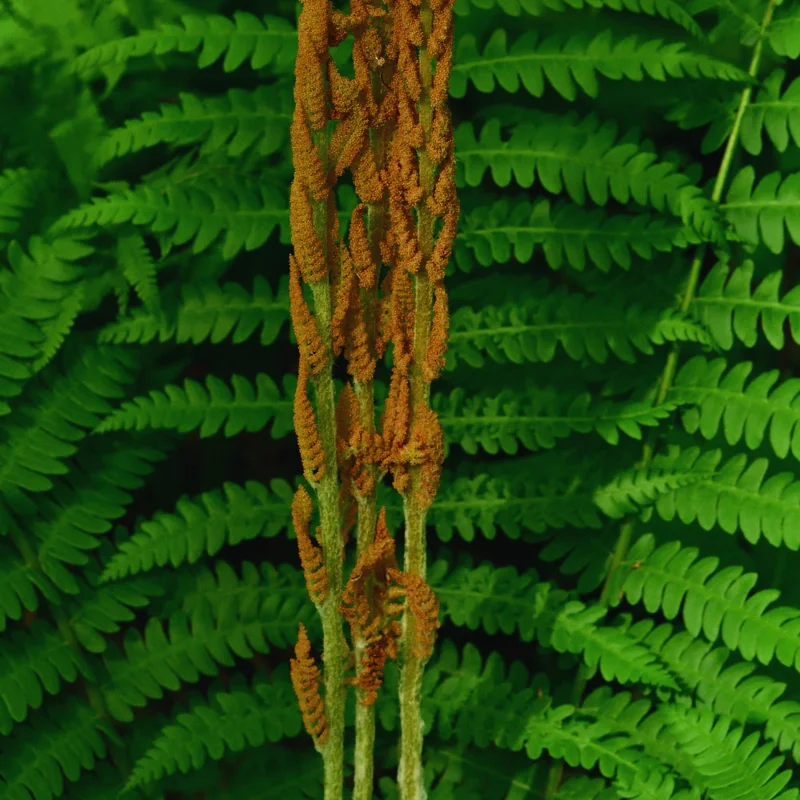10 Fern Live Plants Indoor, Lady Fern Plants Live, 4 to 6 Inches Tall, Ferns Live Plants Outdoor, 10 Bare Roots, Ready to Plant