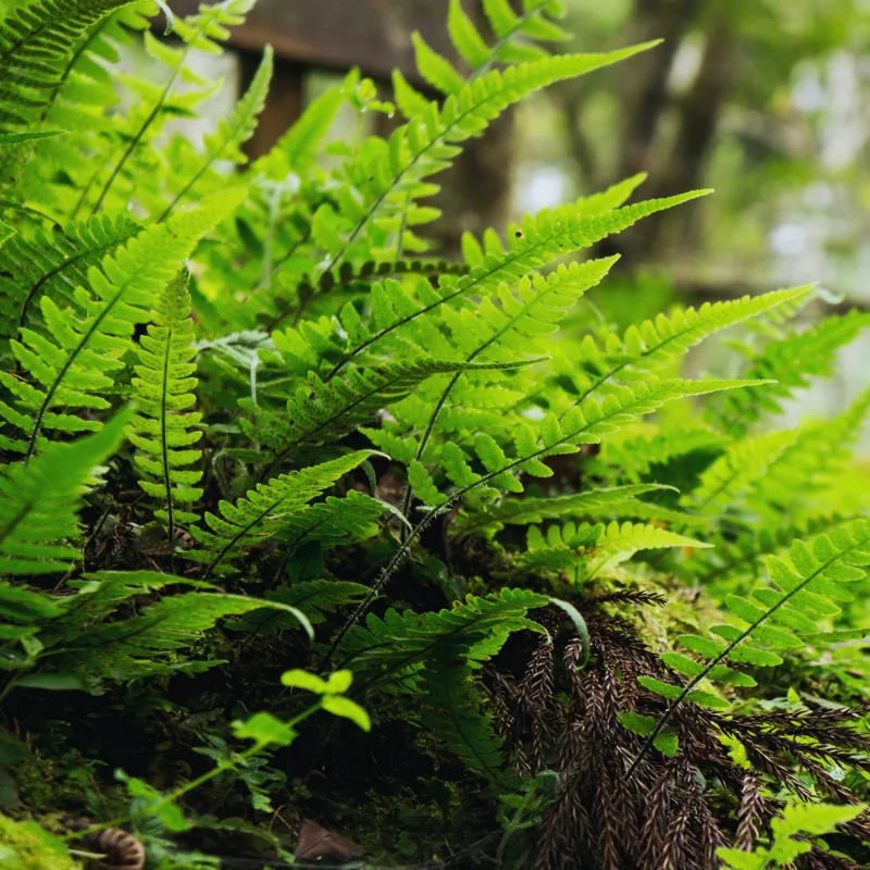 10 Fern Live Plants Indoor, Lady Fern Plants Live, 4 to 6 Inches Tall, Ferns Live Plants Outdoor, 10 Bare Roots, Ready to Plant