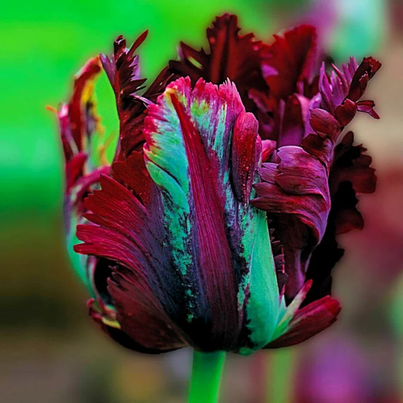 20 Mix Tulip Bulbs for Fall Planting, Tulip Flower Bulbs, Large Bulbs, Tulip Bulbs for Growing Indoor Outdoor