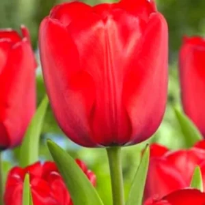 20 Mix Tulip Bulbs for Fall Planting, Tulip Flower Bulbs, Large Bulbs, Tulip Bulbs for Growing Indoor Outdoor