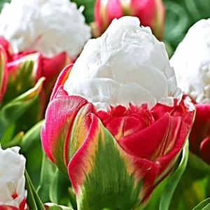 20 Mix Tulip Bulbs for Fall Planting, Tulip Flower Bulbs, Large Bulbs, Tulip Bulbs for Growing Indoor Outdoor