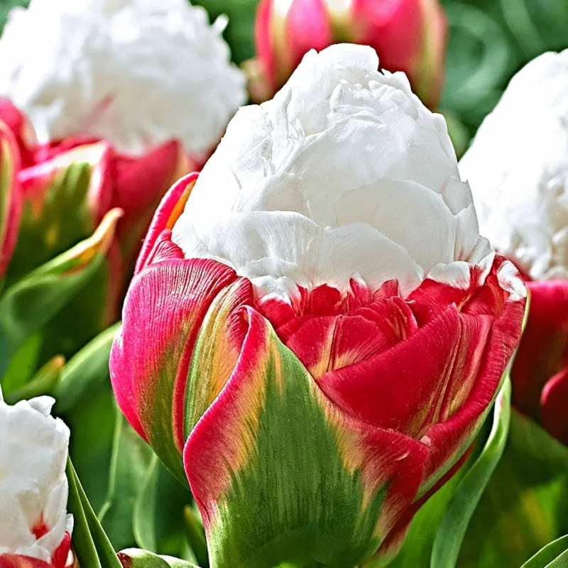 20 Mix Tulip Bulbs for Fall Planting, Tulip Flower Bulbs, Large Bulbs, Tulip Bulbs for Growing Indoor Outdoor