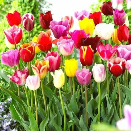 10 Assorted Tulip Bulbs for Fall, Tulip Bulb, Tulip Flower Bulbs, Large Bulbs, Tulip Bulbs for Gardening Outdoors Indoors, Easy to Plant