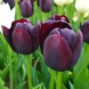 10 Assorted Tulip Bulbs for Fall, Tulip Bulb, Tulip Flower Bulbs, Large Bulbs, Tulip Bulbs for Gardening Outdoors Indoors, Easy to Plant