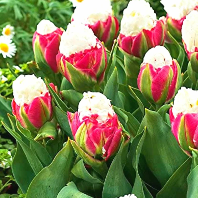 10 Assorted Tulip Bulbs for Fall, Tulip Bulb, Tulip Flower Bulbs, Large Bulbs, Tulip Bulbs for Gardening Outdoors Indoors, Easy to Plant