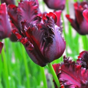 10 Assorted Tulip Bulbs for Fall, Tulip Bulb, Tulip Flower Bulbs, Large Bulbs, Tulip Bulbs for Gardening Outdoors Indoors, Easy to Plant