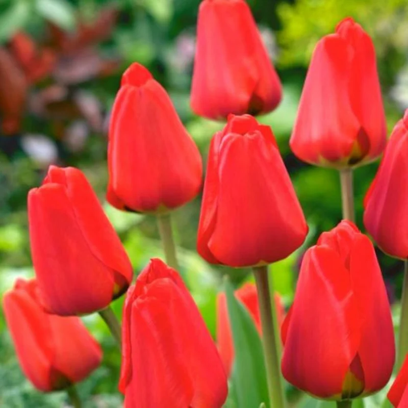 10 Assorted Tulip Bulbs for Fall, Tulip Bulb, Tulip Flower Bulbs, Large Bulbs, Tulip Bulbs for Gardening Outdoors Indoors, Easy to Plant