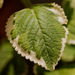 6 Variegated Cuban Oregano Plants Live, Live Cuban Oregano Plant Indoor, 4 to 6 Inc Tall, Mexican Mint Plant, Spanish Thyme Plants Live