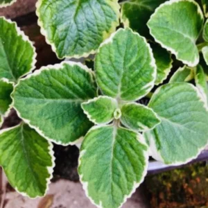 03 Cuban Oregano Plants Live, Live Variegated Cuban Oregano Plant Indoor, 3 to 6 Inc Tall, Mexican Mint Plant, Spanish Thyme Plant Live