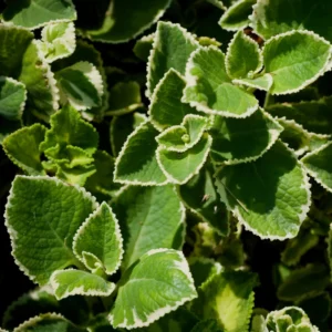 03 Cuban Oregano Plants Live, Live Variegated Cuban Oregano Plant Indoor, 3 to 6 Inc Tall, Mexican Mint Plant, Spanish Thyme Plant Live