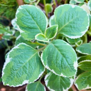 6 Variegated Cuban Oregano Plants Live, Live Cuban Oregano Plant Indoor, 4 to 6 Inc Tall, Mexican Mint Plant, Spanish Thyme Plants Live