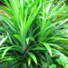 Live Pandan Plant Indoor, Pandan Plant Live, 4 to 7 Inch Long, Pandan Leaves Plant Herb, Pandan Live Plant Indoor, Succullent Plant Live