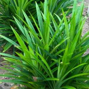 Live Pandan Plant Indoor, Pandan Plant Live, 4 to 7 Inch Long, Pandan Leaves Plant Herb, Pandan Live Plant Indoor, Succullent Plant Live