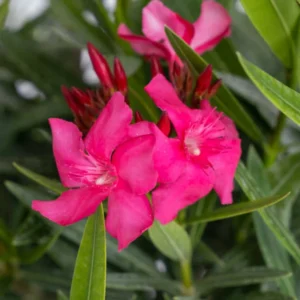 Oleander Plant Live, Live Pink Oleander Plant, 4 to 6 Inc Tall, Pink Oleander Live Plant, Shrub Plant for Gardening Outdoor Indoor