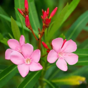 Set of 2 Oleander Plants Live, Live Pink Oleander Plant, 4 to 6 Inc Tall, Pink Oleander Live Plant, Shrub Plant for Gardening Outdoor Indoor