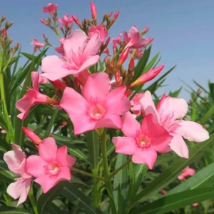 02 Pink Oleander Plants Live, Live Oleander Plant, 3 to 5 Inc Tall, Oleander Live Plant, Shrub Plant Indoor Outdoor