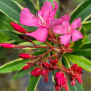 Oleander Plant Live, Live Pink Oleander Plant, 4 to 6 Inc Tall, Pink Oleander Live Plant, Shrub Plant for Gardening Outdoor Indoor