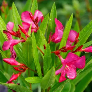 Set of 2 Oleander Plants Live, Live Pink Oleander Plant, 4 to 6 Inc Tall, Pink Oleander Live Plant, Shrub Plant for Gardening Outdoor Indoor