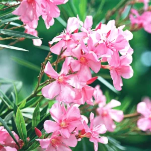 Set of 2 Oleander Plants Live, Live Pink Oleander Plant, 4 to 6 Inc Tall, Pink Oleander Live Plant, Shrub Plant for Gardening Outdoor Indoor