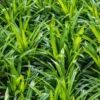 Pandan Plant Live, Live Pandan Plant Indoor, Pandan Leaves Plant Herb, Pandan Live Plant Indoor, 4 to 6 Inc Tall, Succullent Plant Live