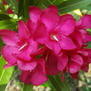 Set of 2 Oleander Plants Live, Live Pink Oleander Plant, 4 to 6 Inc Tall, Pink Oleander Live Plant, Shrub Plant for Gardening Outdoor Indoor