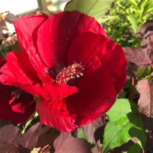 Hibiscus Plants Live, 02 Cranberry Hibiscus Live Plants, Pink Hibiscus Plants, 4 to 6 Inches Tall, Hibiscus Flowers Plants